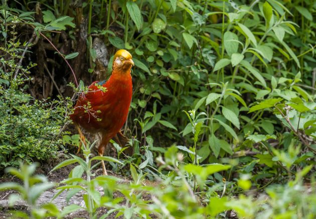 The Golden Pheasant - 10,000 Birds