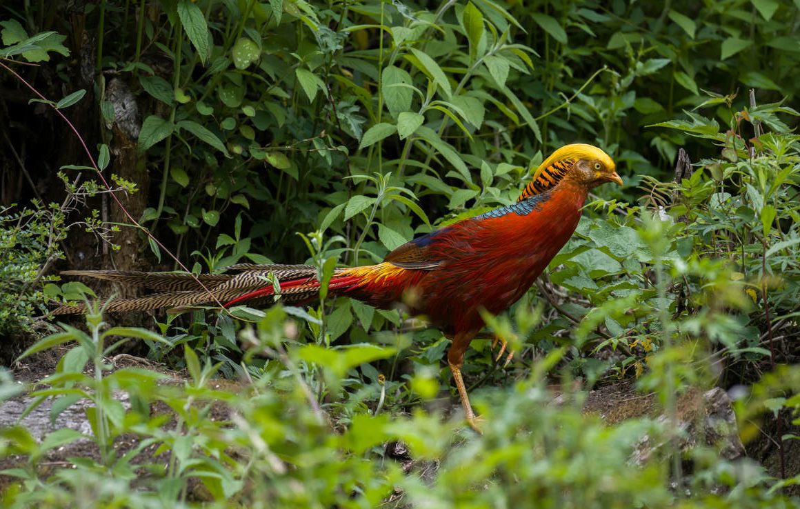 The Golden Pheasant - 10,000 Birds