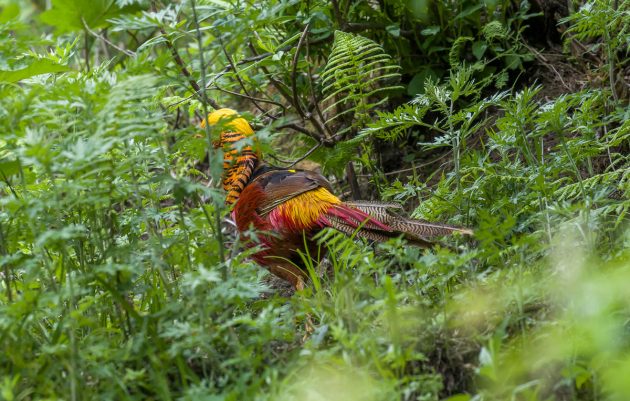 The Golden Pheasant - 10,000 Birds