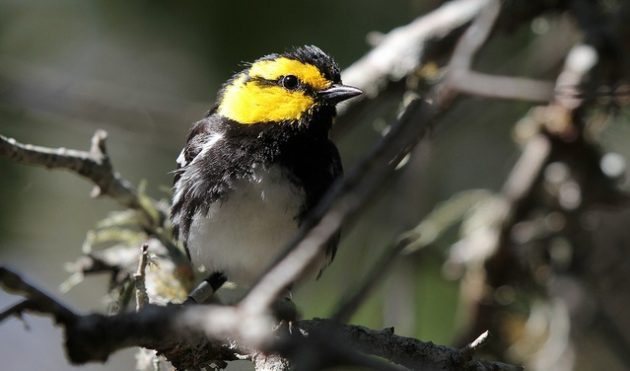 Golden-cheeked Warbler by Jason Crotty