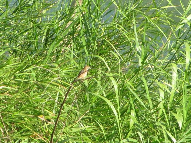 golden-headed-cisticola