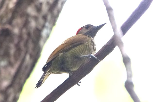 Animalstuffstore Golden-olive-Woodpecker-1-630x421 Lastly, the Rainforest – 10,000 Birds Bird  