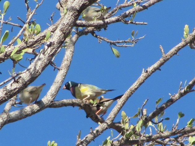 gouldian-finch