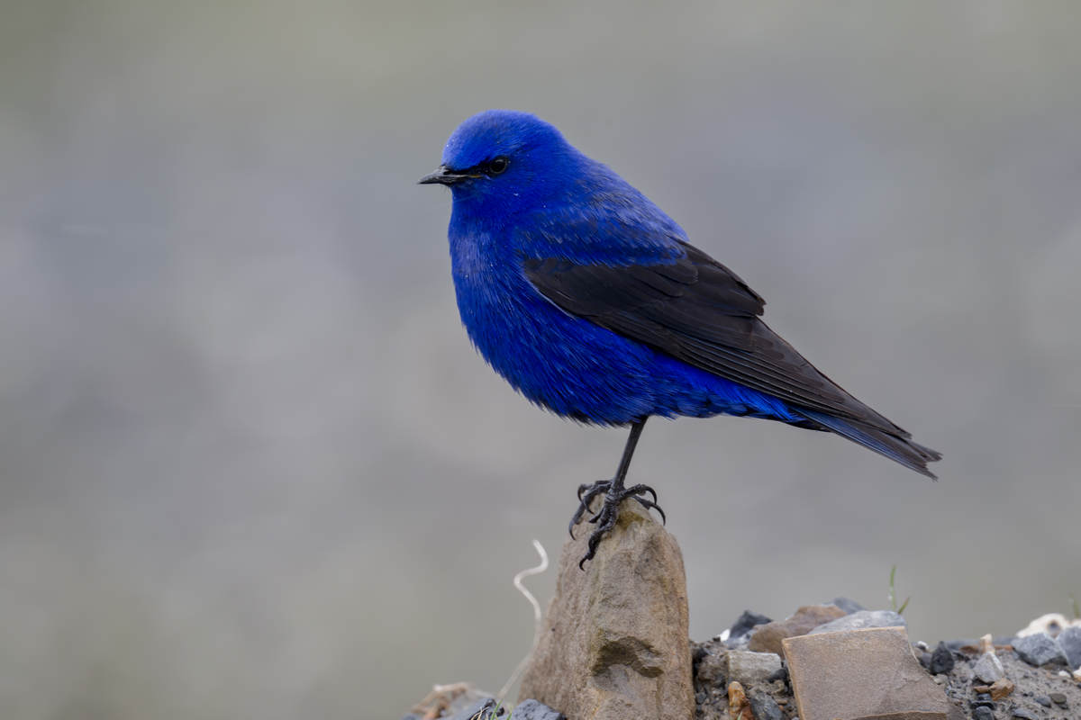 The Grandala 10,000 Birds