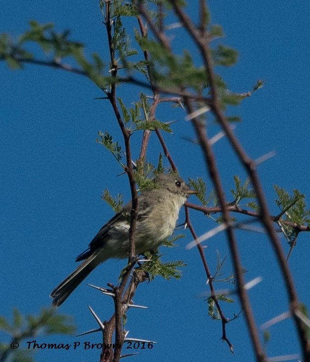 gray-flycatcher