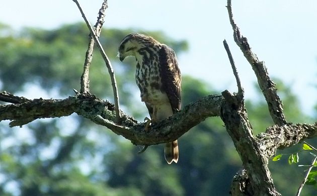 gray-hawk-juvenile