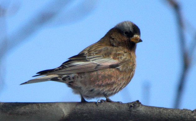Pink Finches I Have Known - 10,000 Birds
