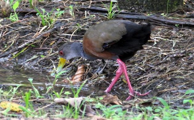 Gray-cowled Wood-Rail