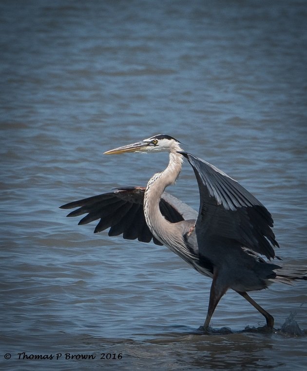 great-blue-heron-2