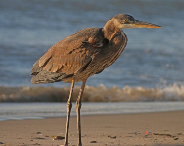 great-blue-heron-on-beach