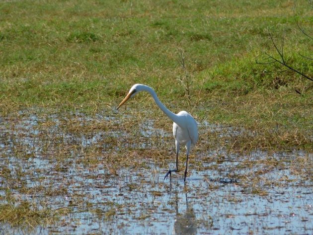 Animalstuffstore Great-Egret-1-2 Floodwaters receding throughout Roebuck Plains – 10,000 Birds Bird  