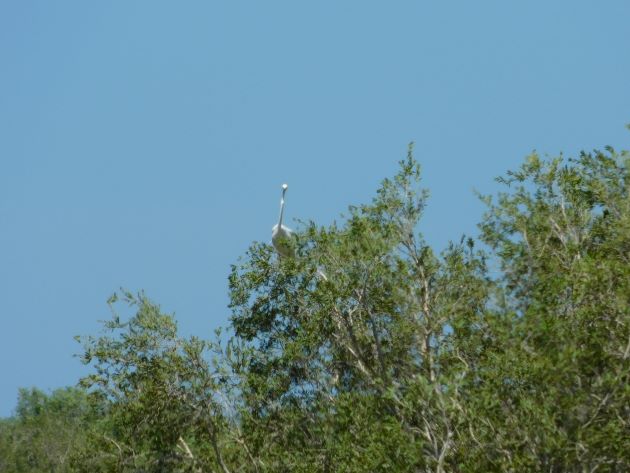 Animalstuffstore Great-Egret-10 Egrets beside the freeway close to Broome – 10,000 Birds Bird  