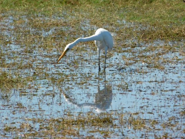 Animalstuffstore Great-Egret-2-4 Floodwaters receding throughout Roebuck Plains – 10,000 Birds Bird  