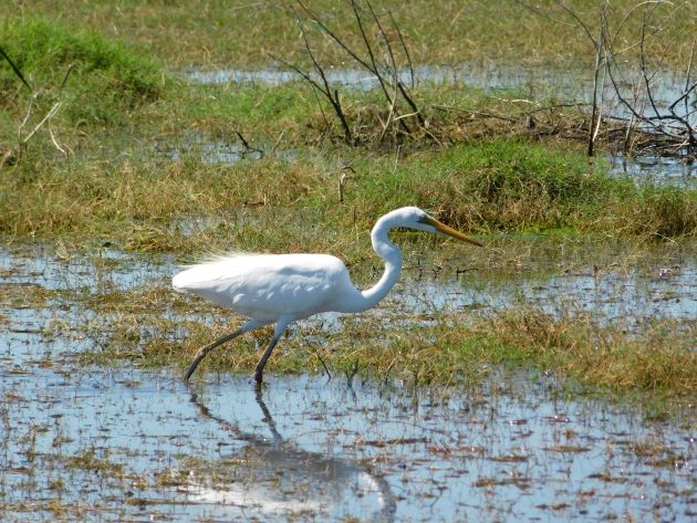Animalstuffstore Great-Egret-4-1 Floodwaters receding throughout Roebuck Plains – 10,000 Birds Bird  