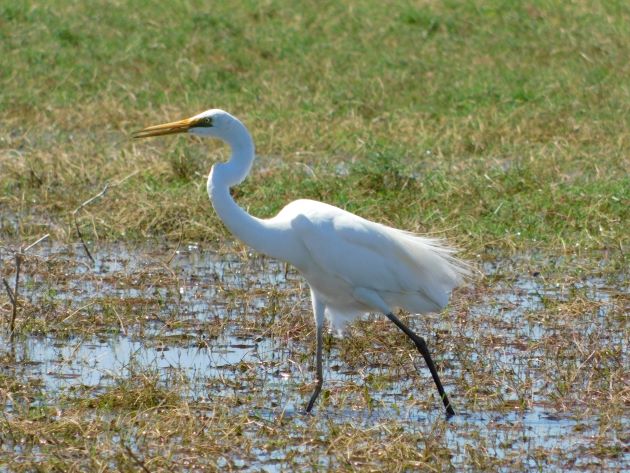 Animalstuffstore Great-Egret-5-1 Floodwaters receding throughout Roebuck Plains – 10,000 Birds Bird  