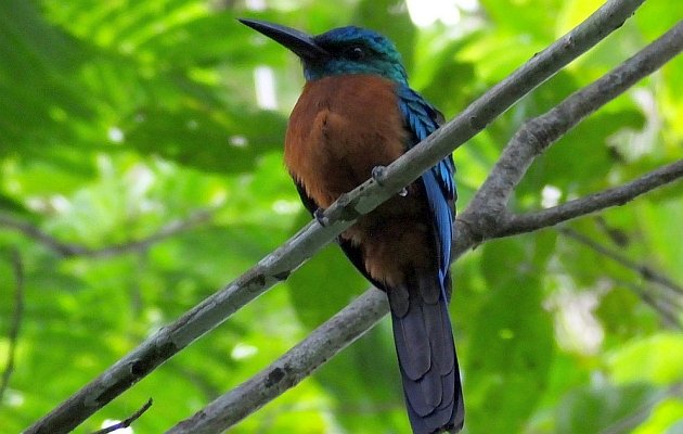 Great Jacamar