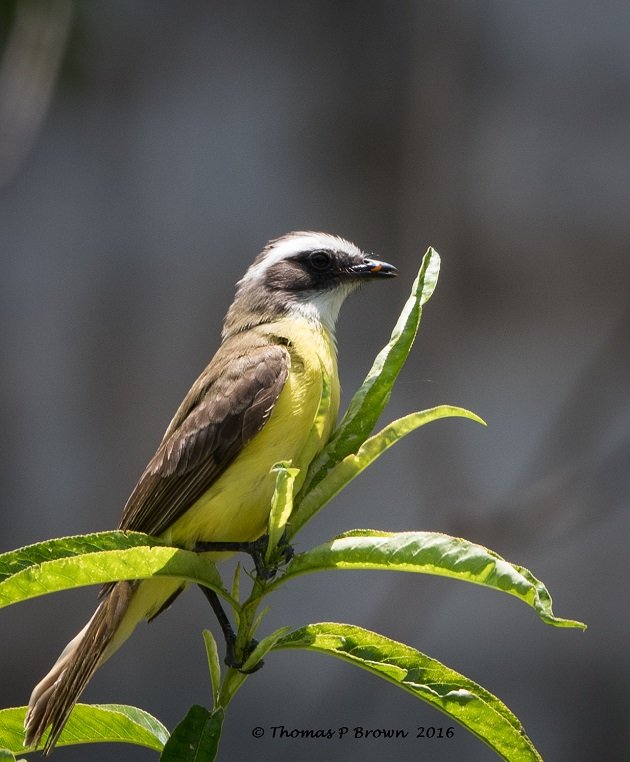 great-kiskadee