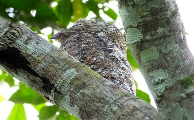 great-potoo