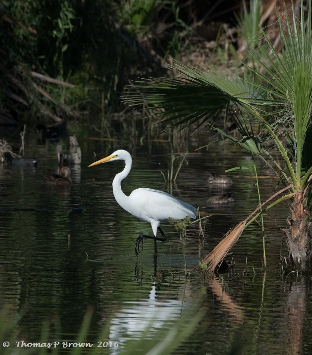 great-egret-2