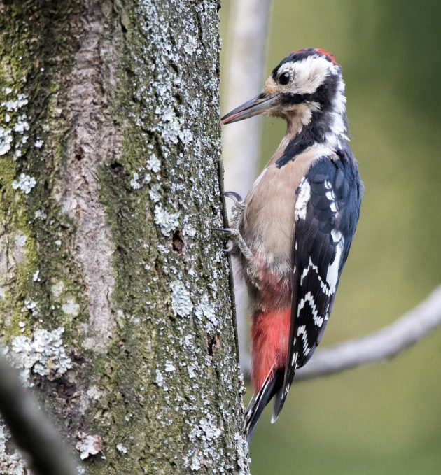 Animalstuffstore Great-spotted-Woodpecker_DSC8087-Shennongjia-Aug-2016-3-630x679 Some frequent birds of Shennongjia, China – 10,000 Birds Bird  
