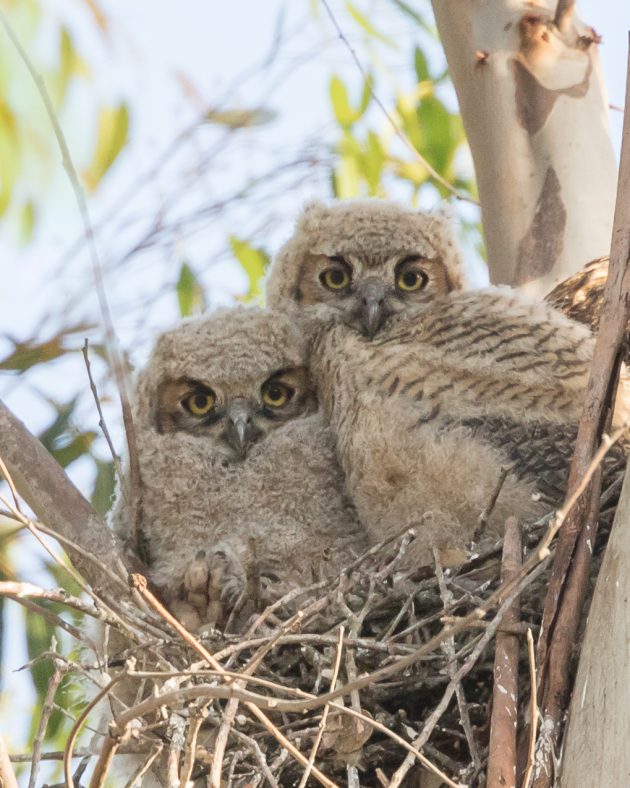 10 000 birds the owls of bentsen rio grande valley state owl identification