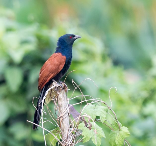 Animalstuffstore Greater-Coucal_DSC4924-Nabang-Mar-2017-630x588 Birding Nabang, Yunnan (1) – 10,000 Birds Bird  