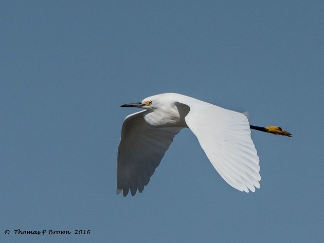 greater-egret