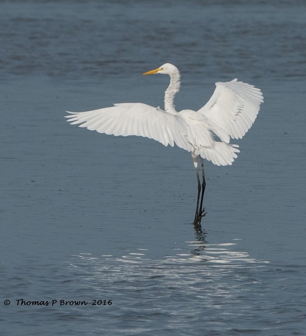 greater-egret