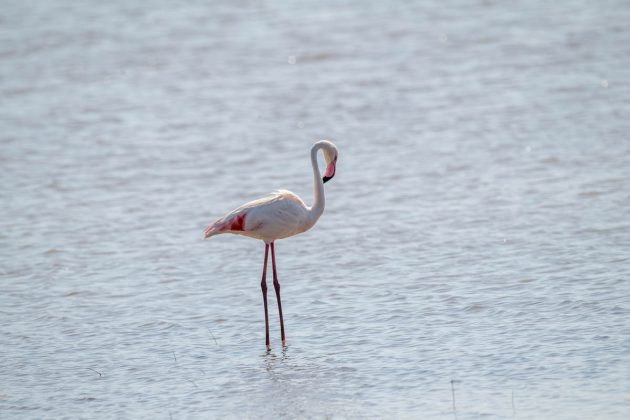Animalstuffstore Greater-Flamingo_DSC6127_Ndumo-Nov-2018-630x420 Birding the Ndumo space, South Africa – 10,000 Birds Bird  