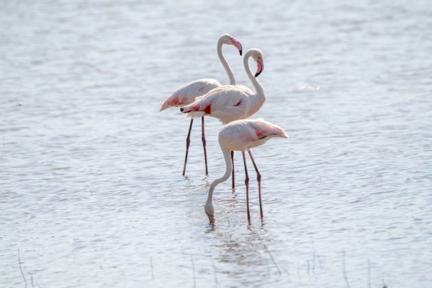 Animalstuffstore Greater-Flamingo_DSC6135_Ndumo-Nov-2018-630x420 Birding the Ndumo space, South Africa – 10,000 Birds Bird  