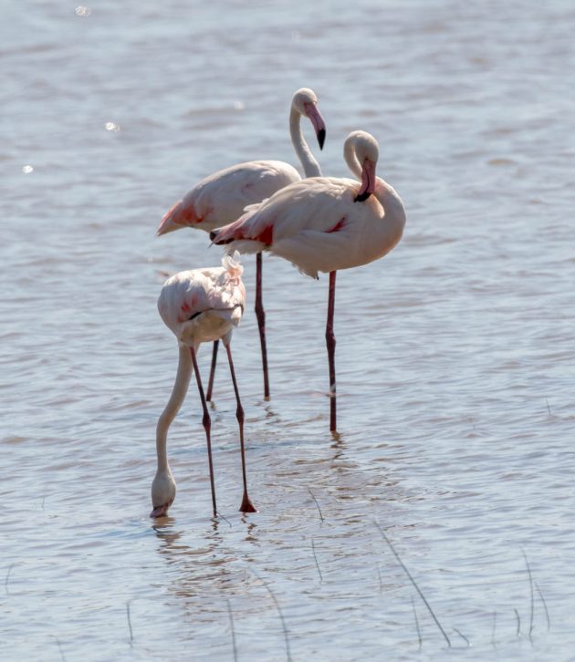 Animalstuffstore Greater-Flamingo_DSC6140_Ndumo-Nov-2018-630x726 Birding the Ndumo space, South Africa – 10,000 Birds Bird  