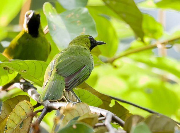 Animalstuffstore Greater-Green-Leafbird_DSC2859_Tabin_Jul-12-2023-2-630x466 Birding Tabin, Sabah, Borneo – 10,000 Birds Bird  