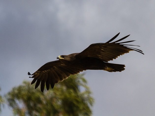 greater-spotted-eagle_artemy-voikhansky