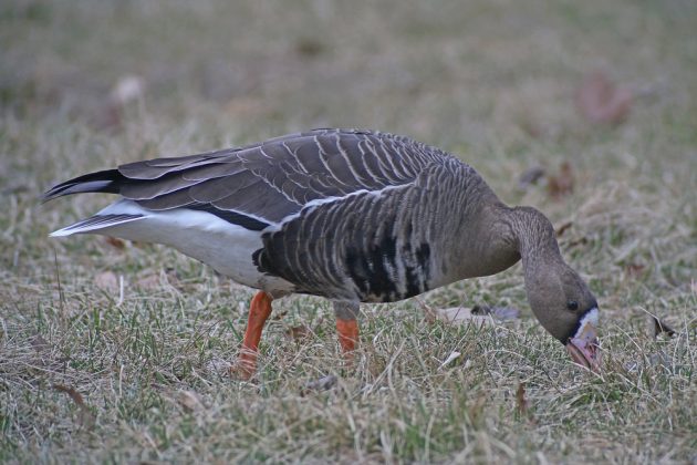 greater-white-fronted-goose-in-queens