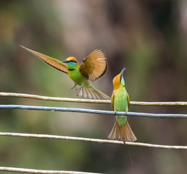 Animalstuffstore Green-Bee-eater_DSC4822-Nabang-Mar-2017-630x587 Birding Nabang, Yunnan (2) – 10,000 Birds Bird  