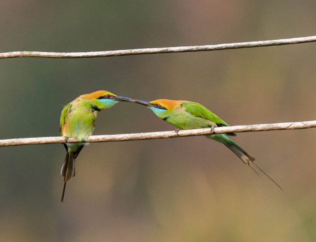 Animalstuffstore Green-Bee-eater_DSC5305-Nabang-Mar-2017-3-630x482 Birding Nabang, Yunnan (2) – 10,000 Birds Bird  