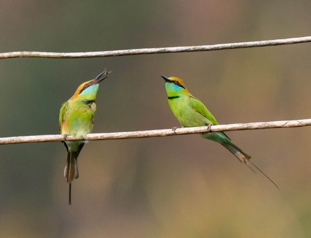 Animalstuffstore Green-Bee-eater_DSC5306-Nabang-Mar-2017-1-630x482 Birding Nabang, Yunnan (2) – 10,000 Birds Bird  