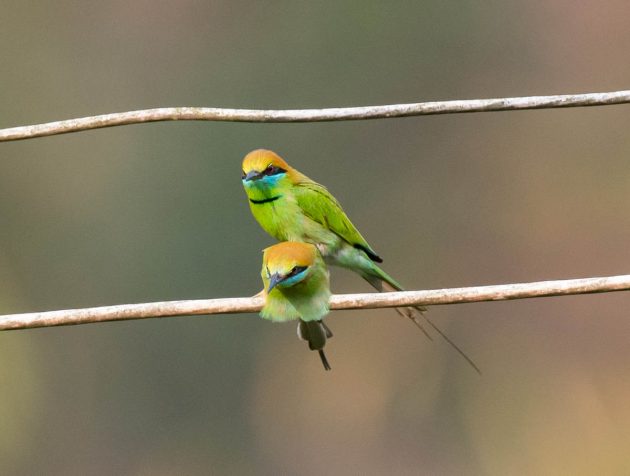Animalstuffstore Green-Bee-eater_DSC5321-Nabang-Mar-2017-1-630x476 Birding Nabang, Yunnan (2) – 10,000 Birds Bird  