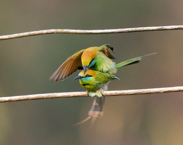 Animalstuffstore Green-Bee-eater_DSC5349-Nabang-Mar-2017-630x500 Birding Nabang, Yunnan (2) – 10,000 Birds Bird  