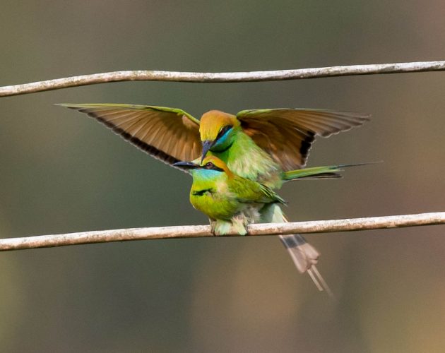 Animalstuffstore Green-Bee-eater_DSC5353-Nabang-Mar-2017-630x500 Birding Nabang, Yunnan (2) – 10,000 Birds Bird  