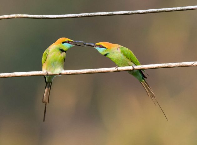Animalstuffstore Green-Bee-eater_DSC5412-Nabang-Mar-2017-1-630x465 Birding Nabang, Yunnan (2) – 10,000 Birds Bird  