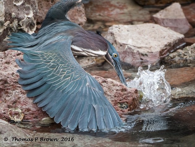 green-heron-4