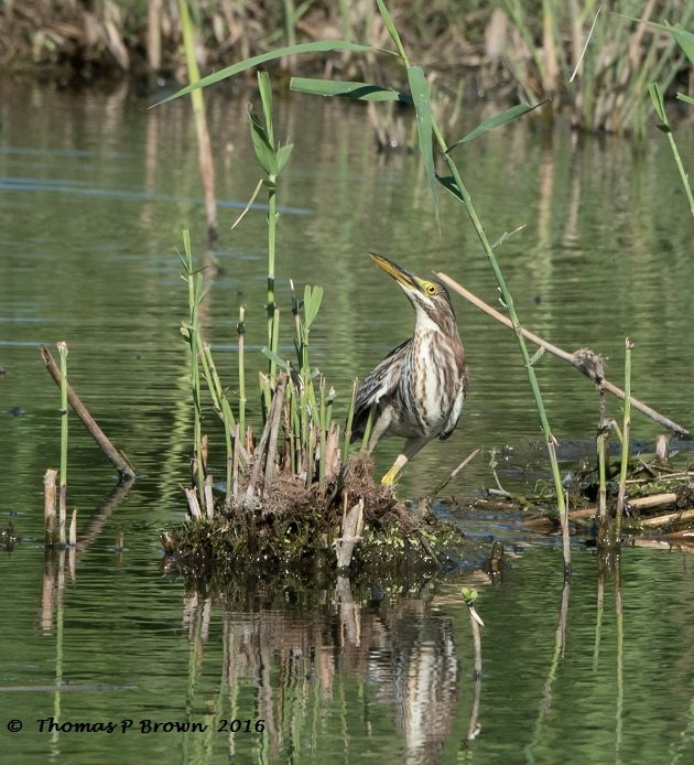 green-heron