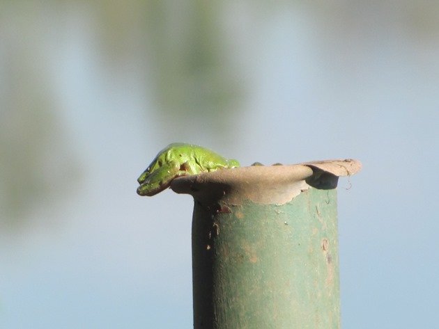 green-tree-frog