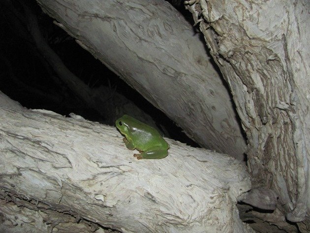 Green Tree Frog