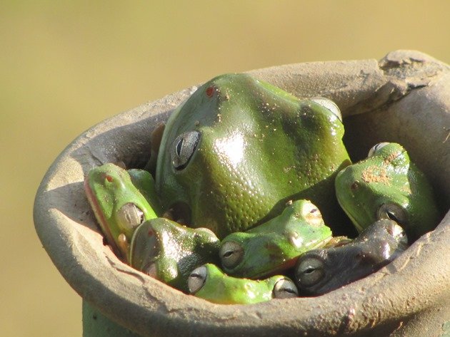 green-tree-frogs