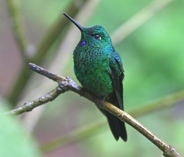 hummingbirds-at-catarata-del-toro-costa-rica-10-000-birds