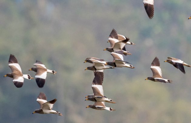 Animalstuffstore Grey-Headed-Lapwing_DSC9949-Nabang-Mar-2017-630x405 Birding Nabang, Yunnan (1) – 10,000 Birds Bird  