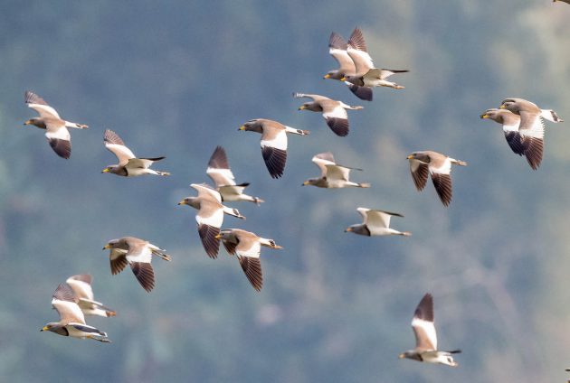 Animalstuffstore Grey-Headed-Lapwing_DSC9955-Nabang-Mar-2017-630x424 Birding Nabang, Yunnan (1) – 10,000 Birds Bird  