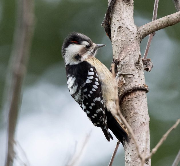 Animalstuffstore Grey-capped-Pygmy-Woodpecker_DSC5541-Tengchong-Feb-2017-2-630x580 Birding Tengchong, Yunnan, China in 2017 – 10,000 Birds Bird  